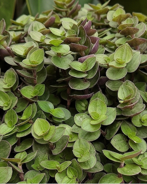 Turtle Vine Plant