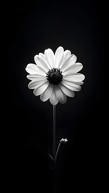 High Contrast Daisy Flower Black Background Monochrome Art - Free mobile Wallpaper