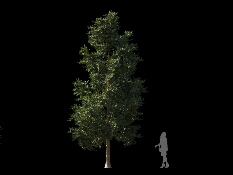 Maxtree - Plant Models Vol.120