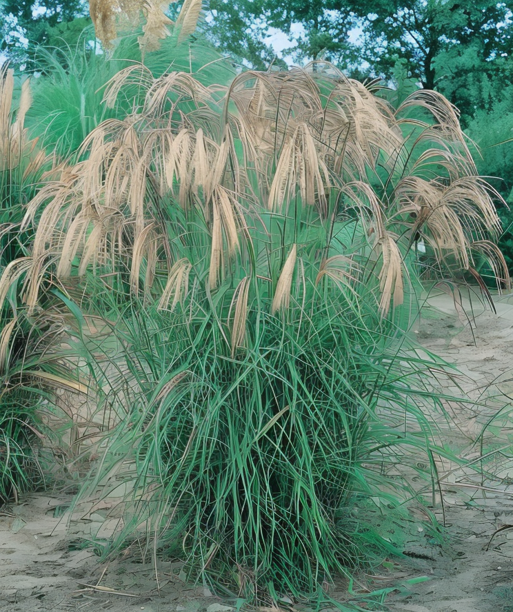Miscanthus sinensis 'Flamingo' in fiore, giardini naturali al tramonto