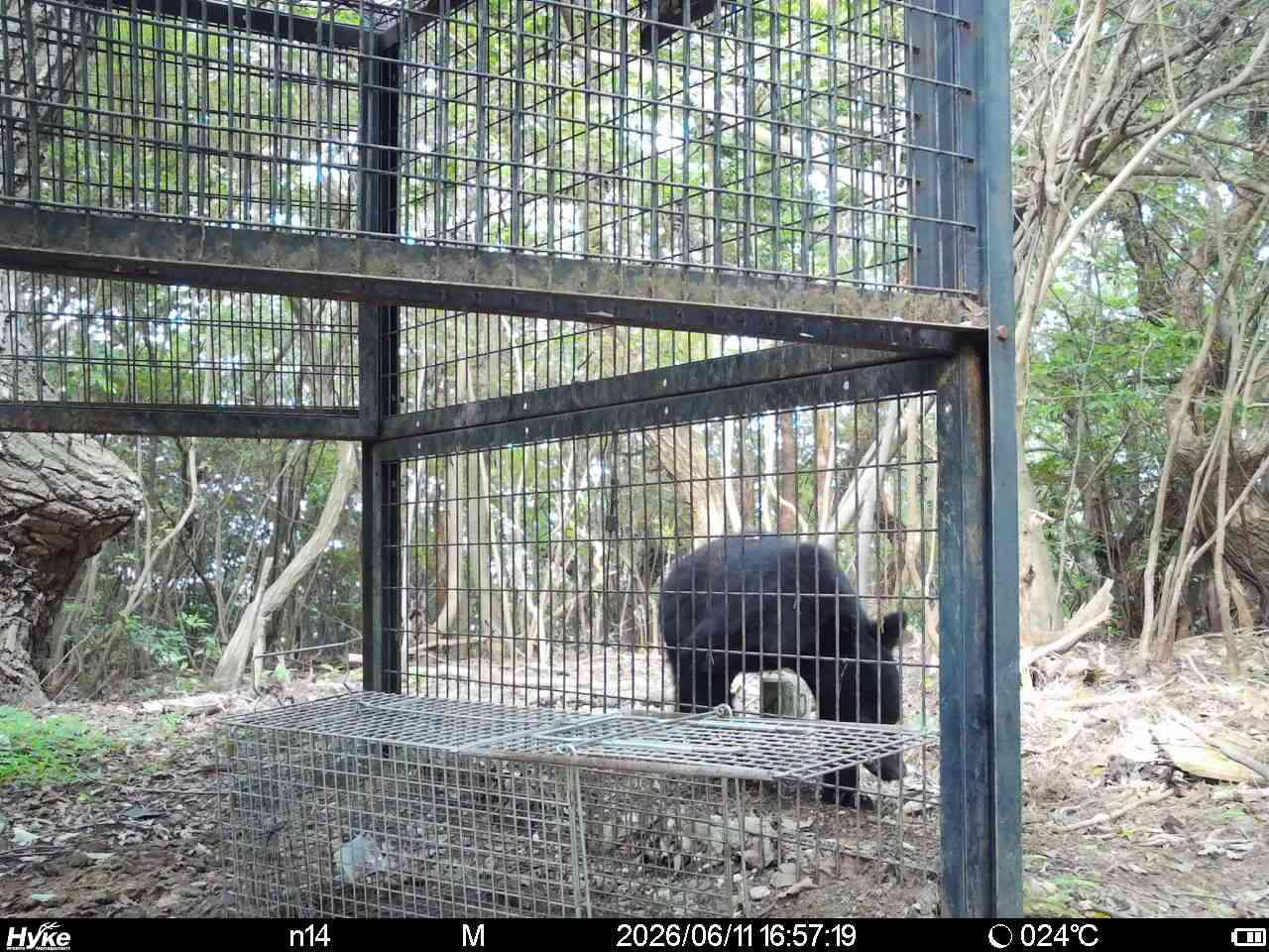 北区道場町の山林でセンサーカメラが撮影したクマ