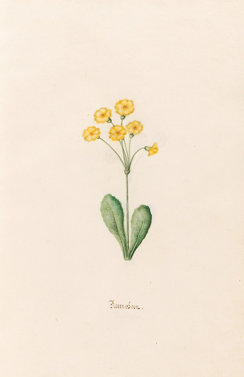 Baernobren 1692