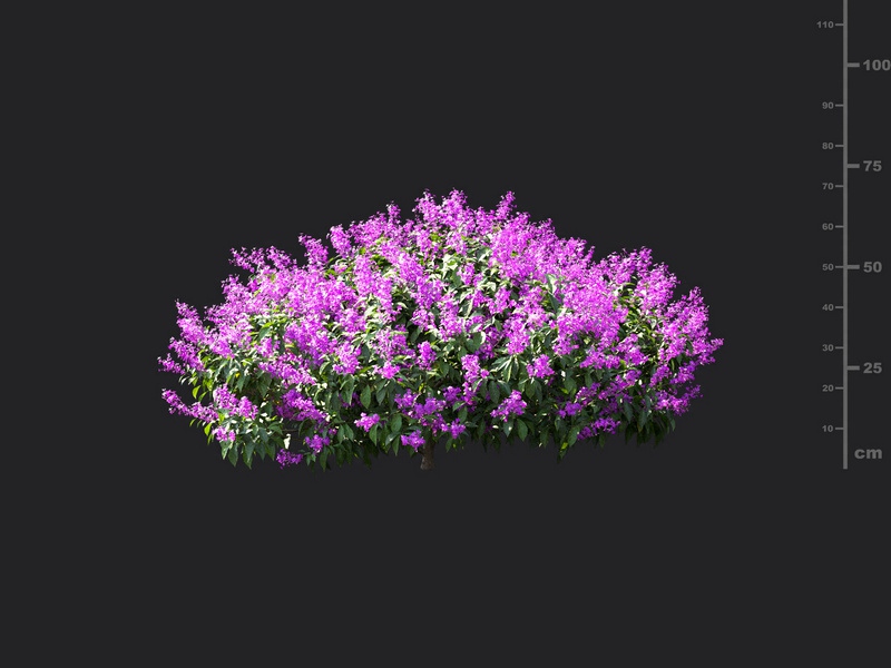 Maxtree - Plant Models Vol.115