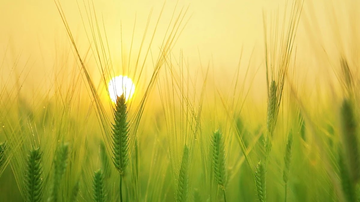 제주도 가족여행 리조트 가격별 예약 전략과 할인 활용법