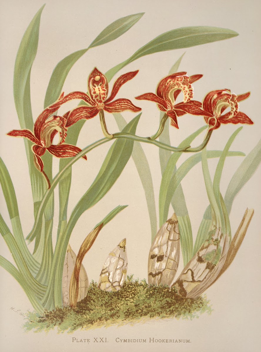 Cymbidium Hookerianum 1885