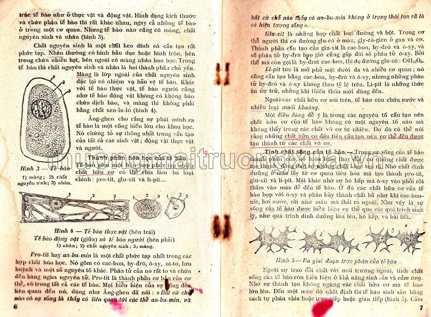 Giải phẫu và sinh lý người (lớp 8 phổ thông, tập 1 - 1960) - Trang 4