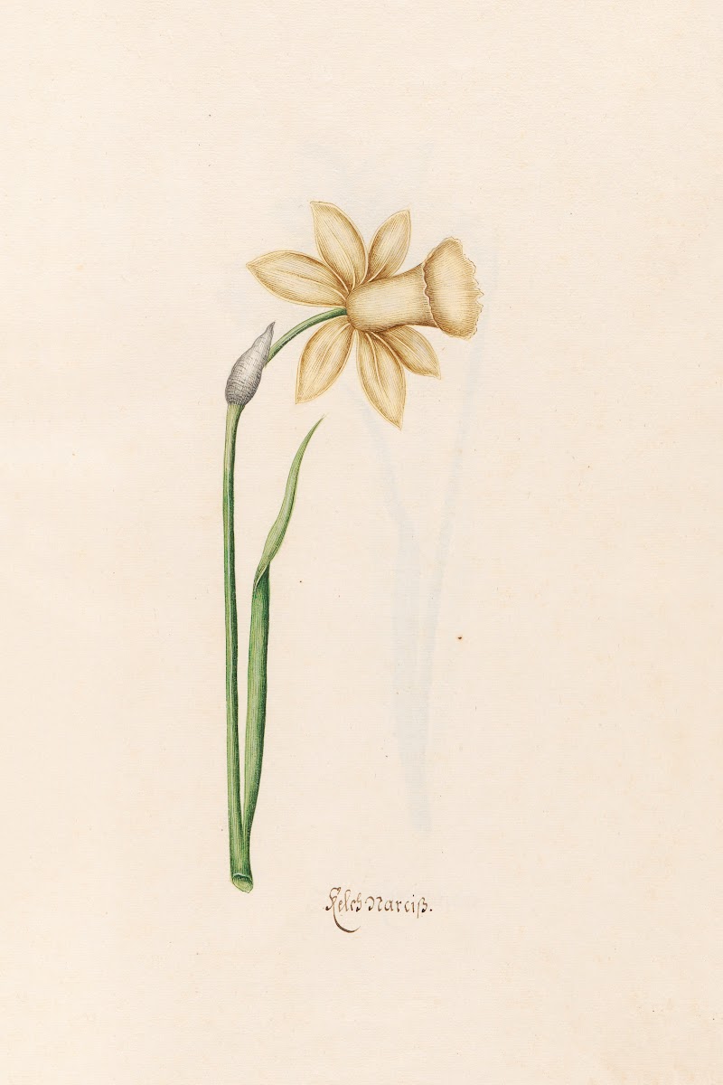 Keleb Narciss 1692