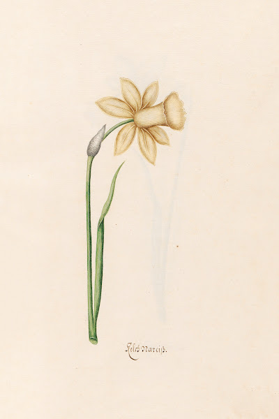 Keleb Narciss 1692