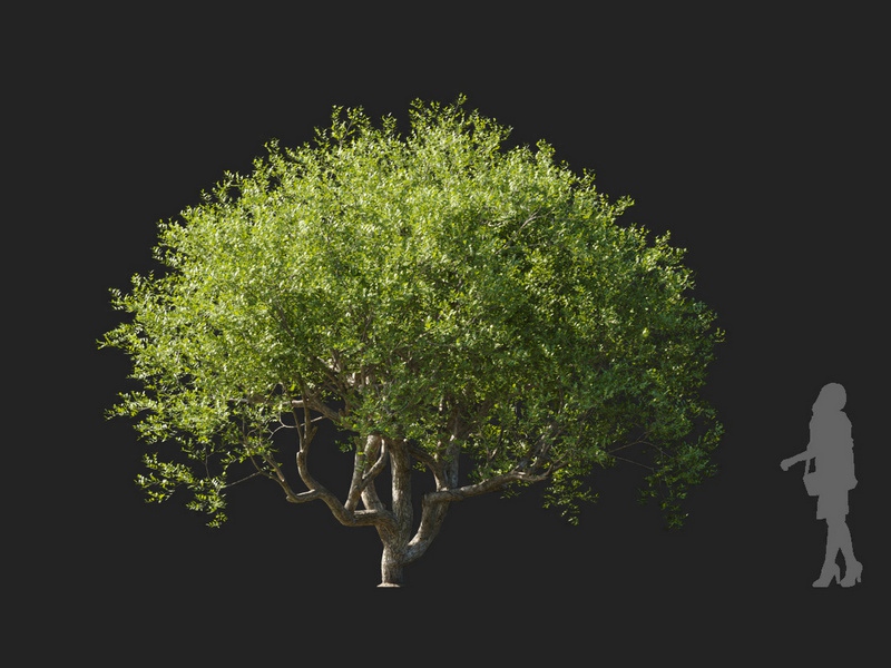 Maxtree - Plant Models Vol.127