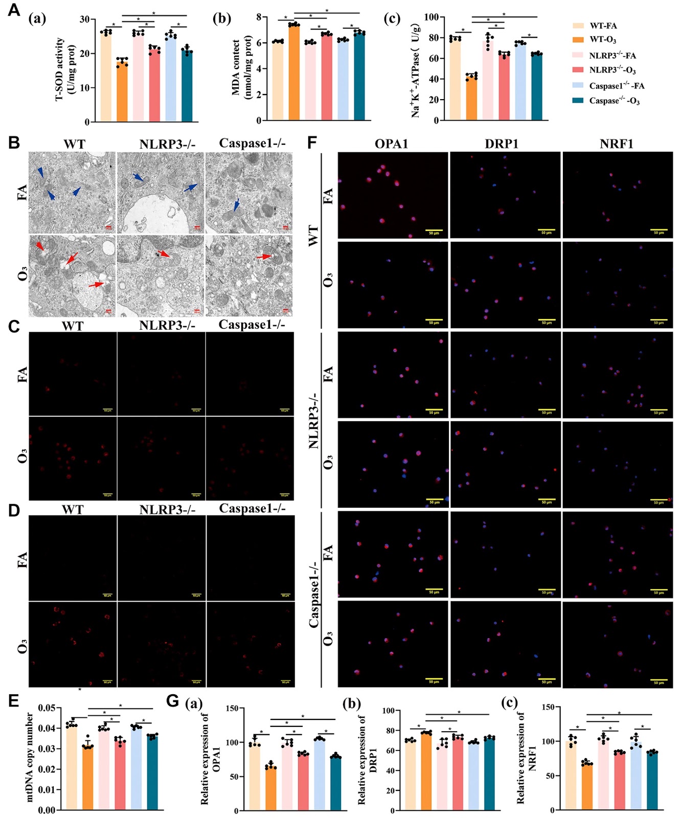 NLRP3 inflammasome-mediated disruption of mitochondrial homeostasis in alveolar macrophages contributes to ozone-induced acute lung inflammatory injury