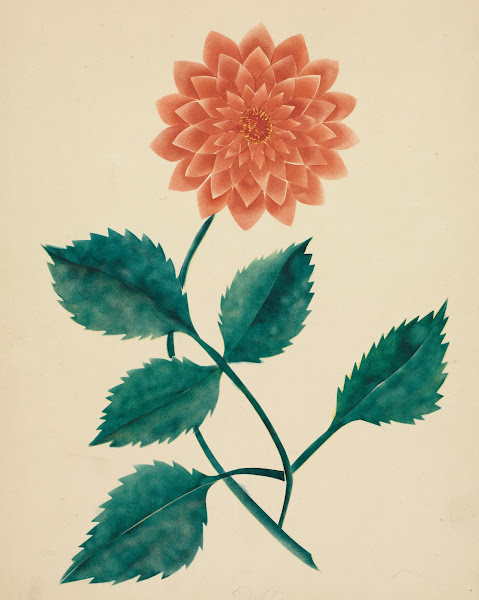 Dahlia 1800s