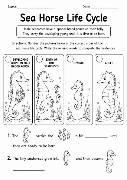 Sea Horse Life Cycle Worksheet