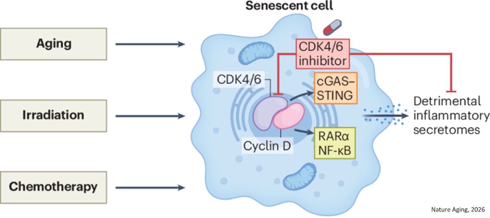 Cell proliferation protein promotes inflammation in aging cells