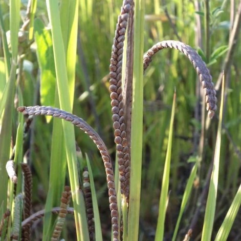 Kodo Millet