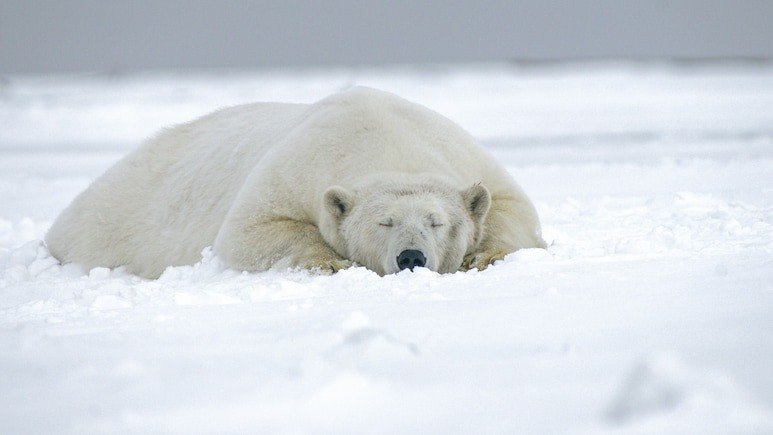 Svalbard Fine for Waking Polar Bear with Ship Horn