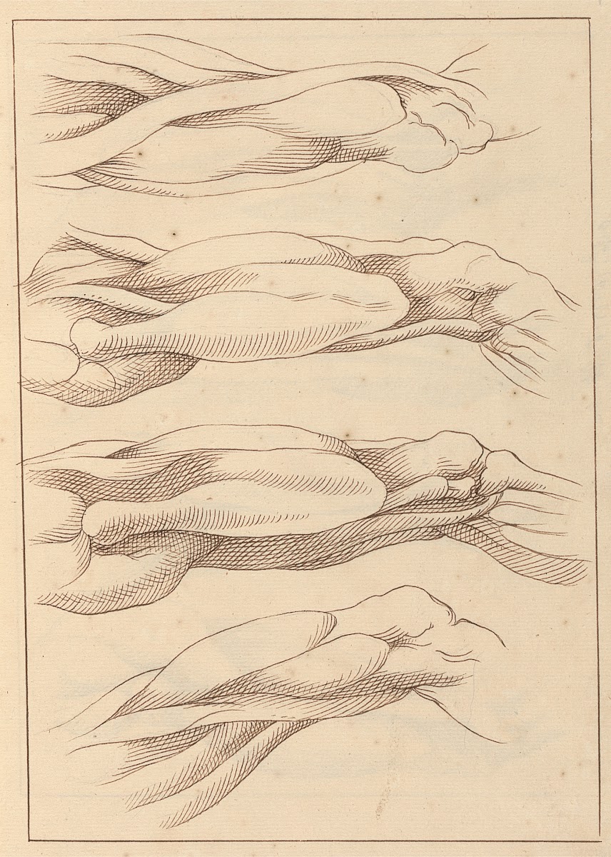 Anatomical Studies of Legs 1716