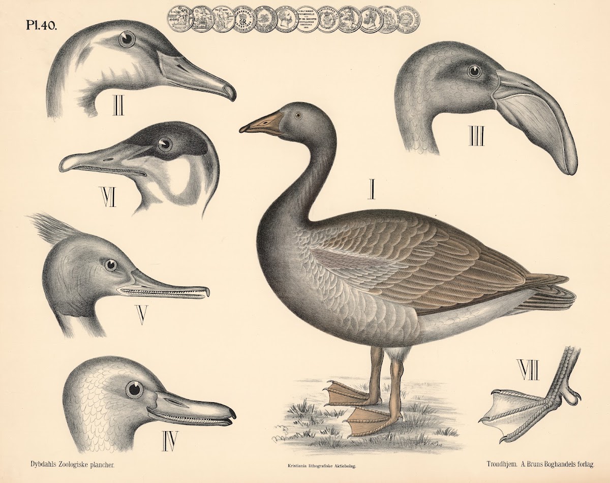 Fugle Andefugle 1881