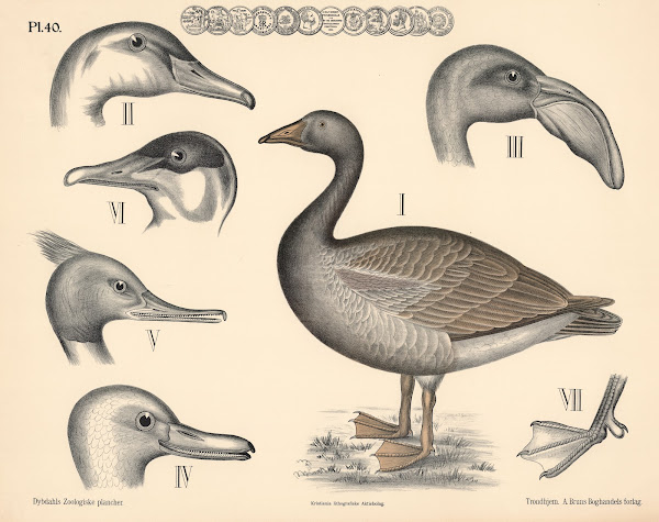 Fugle Andefugle 1881