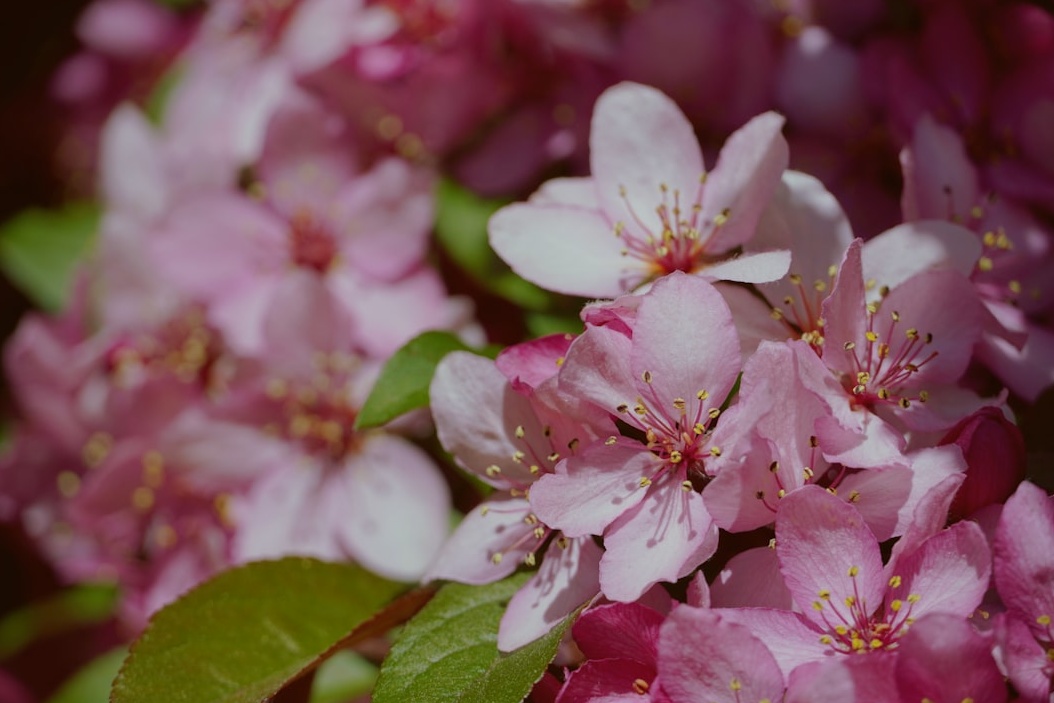 2026 진해군항제: 럭셔리 벚꽃 여행 가이드