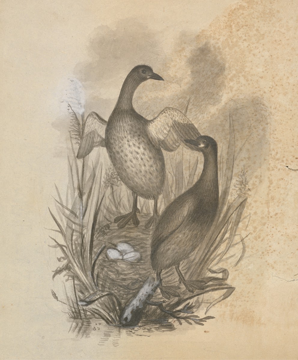 Grebes