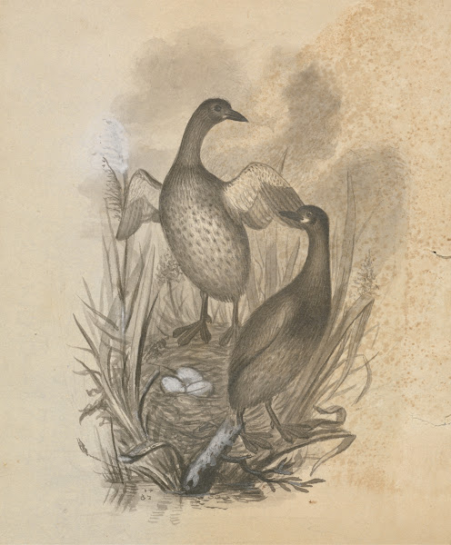 Grebes
