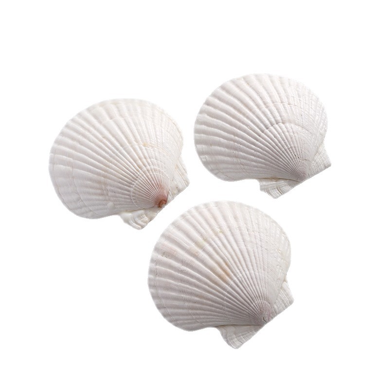 Scented Candle Soy Wax, Shell Shape, Handcrafted