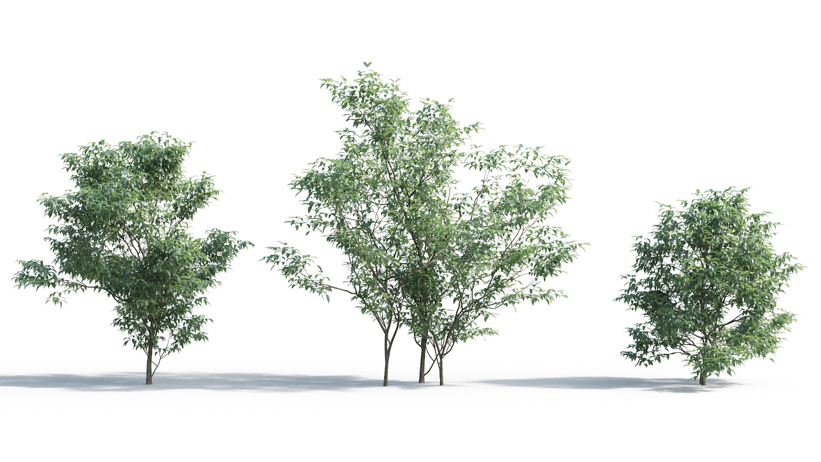 Maxtree - Plant Models Vol.5
