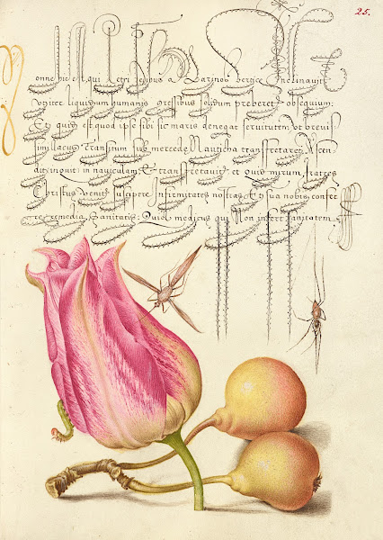Imaginary Insect Tulip Spider and Common Pear 15611596