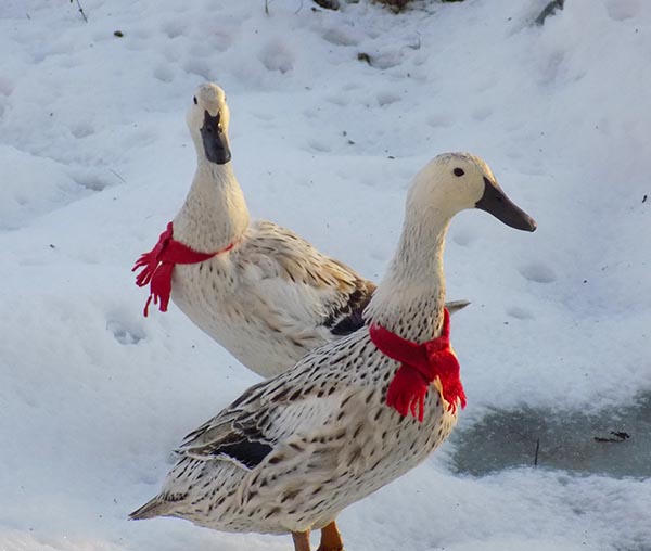 Welsh Harlequin Duckling