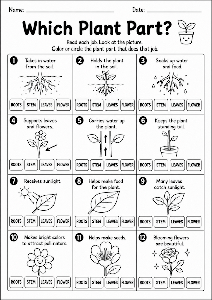 Which Plant Part?