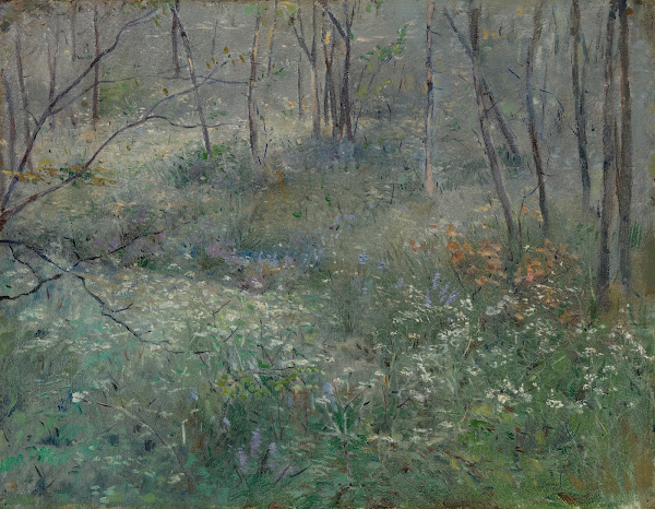 Wild Parsley 1900