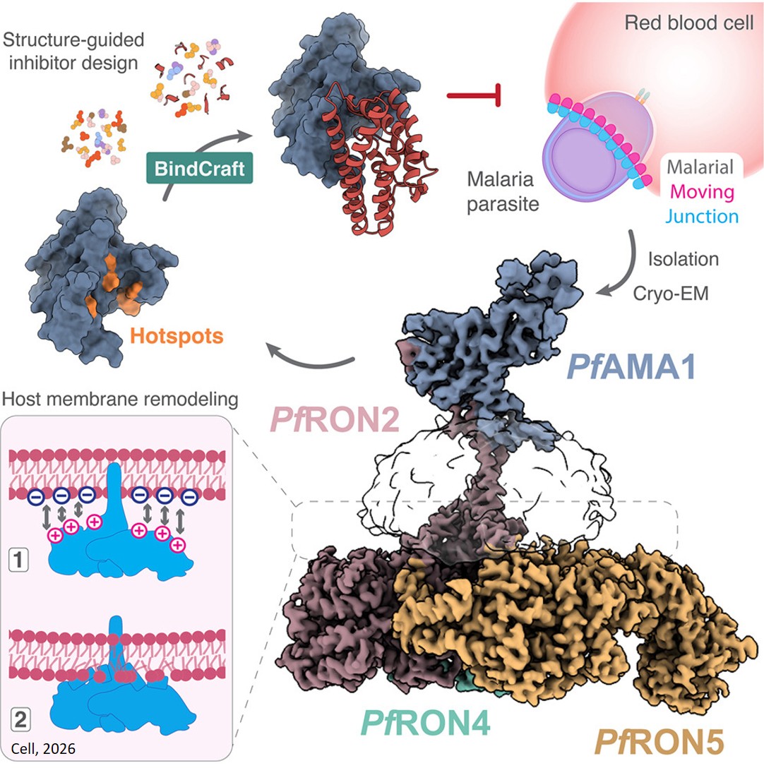 Structural basis for host membrane binding and remodeling by invading malaria parasites