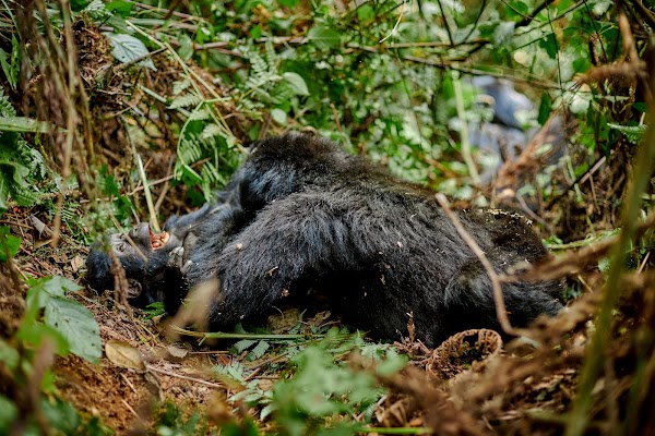 Bwindi frame 22