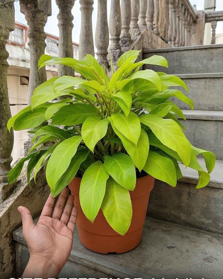 Philodendron Golden Plant — view 4