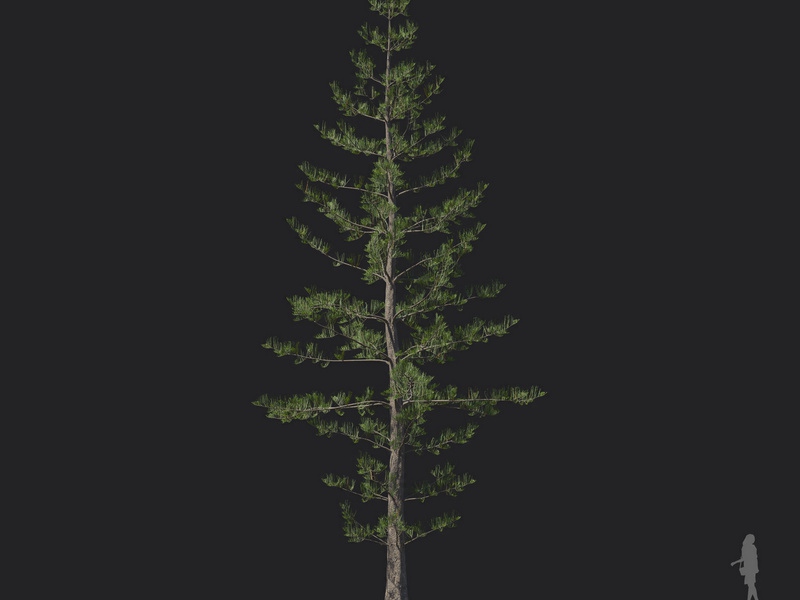 Maxtree - Plant Models Vol.121