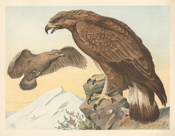 Ørn 1892