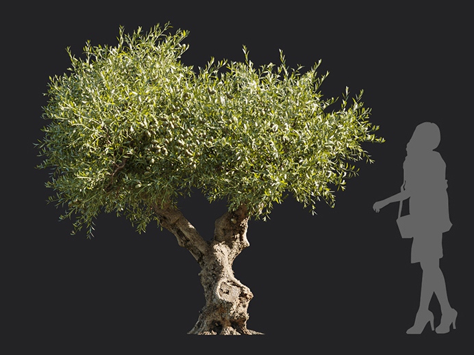 Maxtree - Plant Models Vol.113