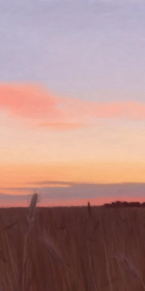 Wheat Field, Sunset, Sky, Nature 4K Wallpaper Background