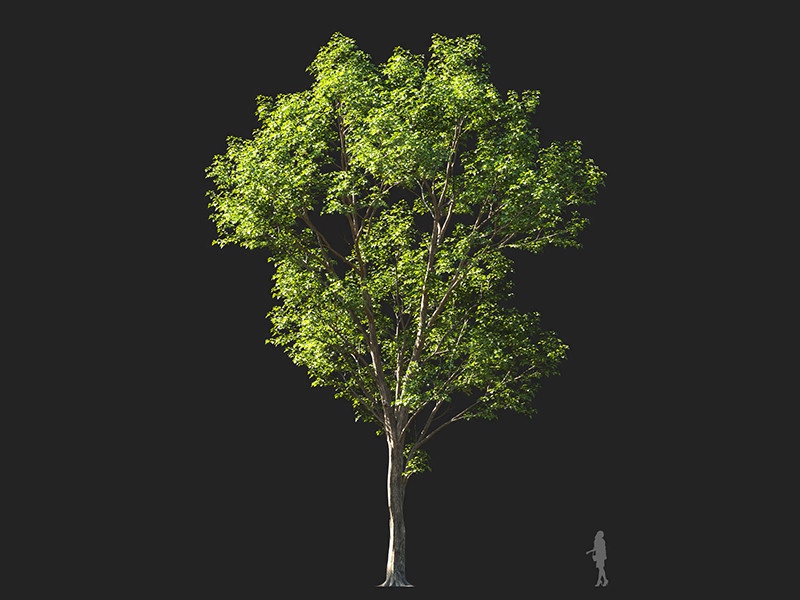 Maxtree - Plant Models Vol.132