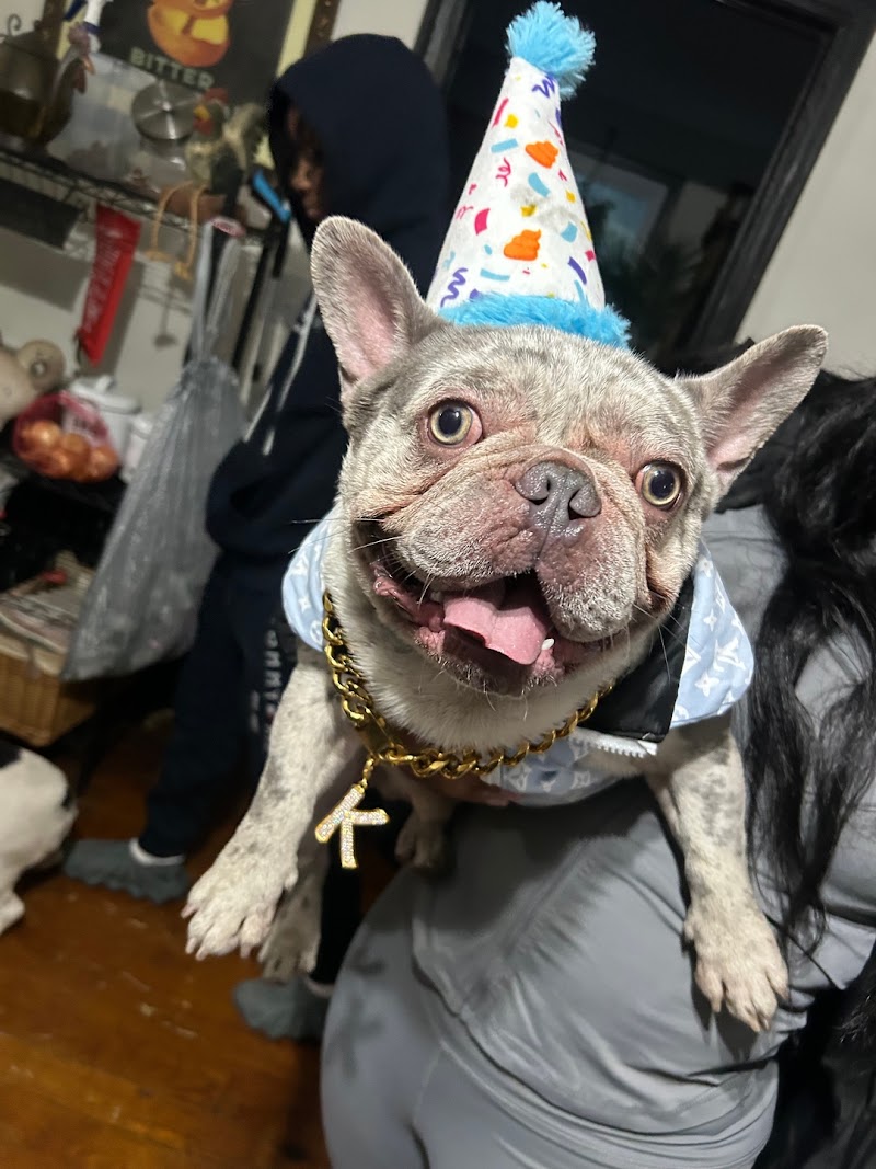 DearDoggo Drop