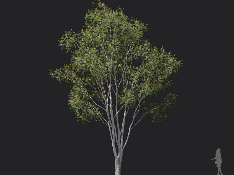 Maxtree - Plant Models Vol.121