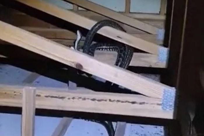 Nghe tiếng động lạ, chủ nhân hỏa phát hiện 2 con trăn lao vào tử chiến trên mái nhà - Tạp chí Doanh Nghiệp Việt Nam