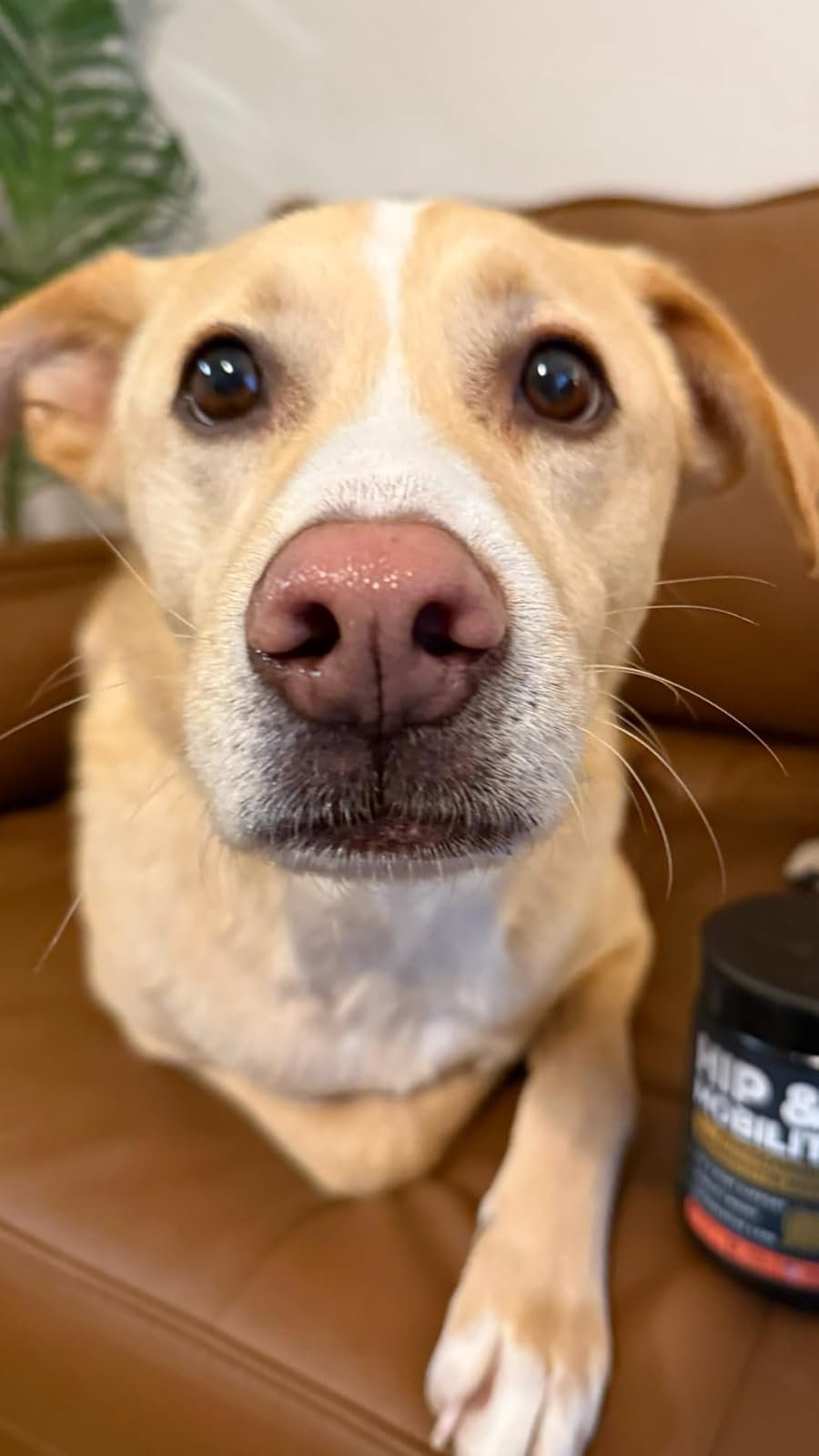 Omega 3 Amazon Pup Choice — Amazon customer photo — theme: end-of-summer skin flare-ups