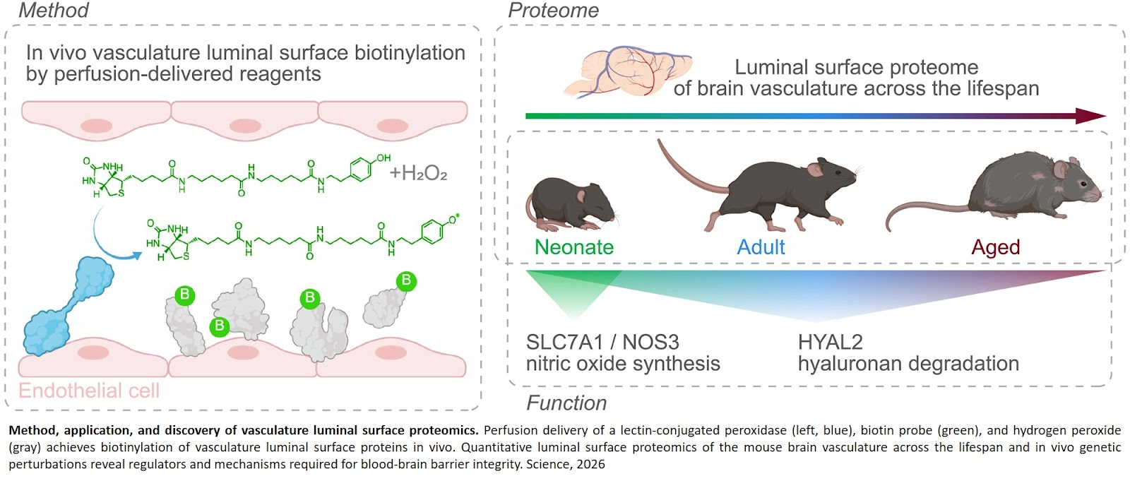 Blood-brain barrier regulators identified!