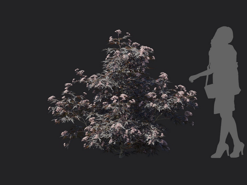 Maxtree - Plant Models Vol.116