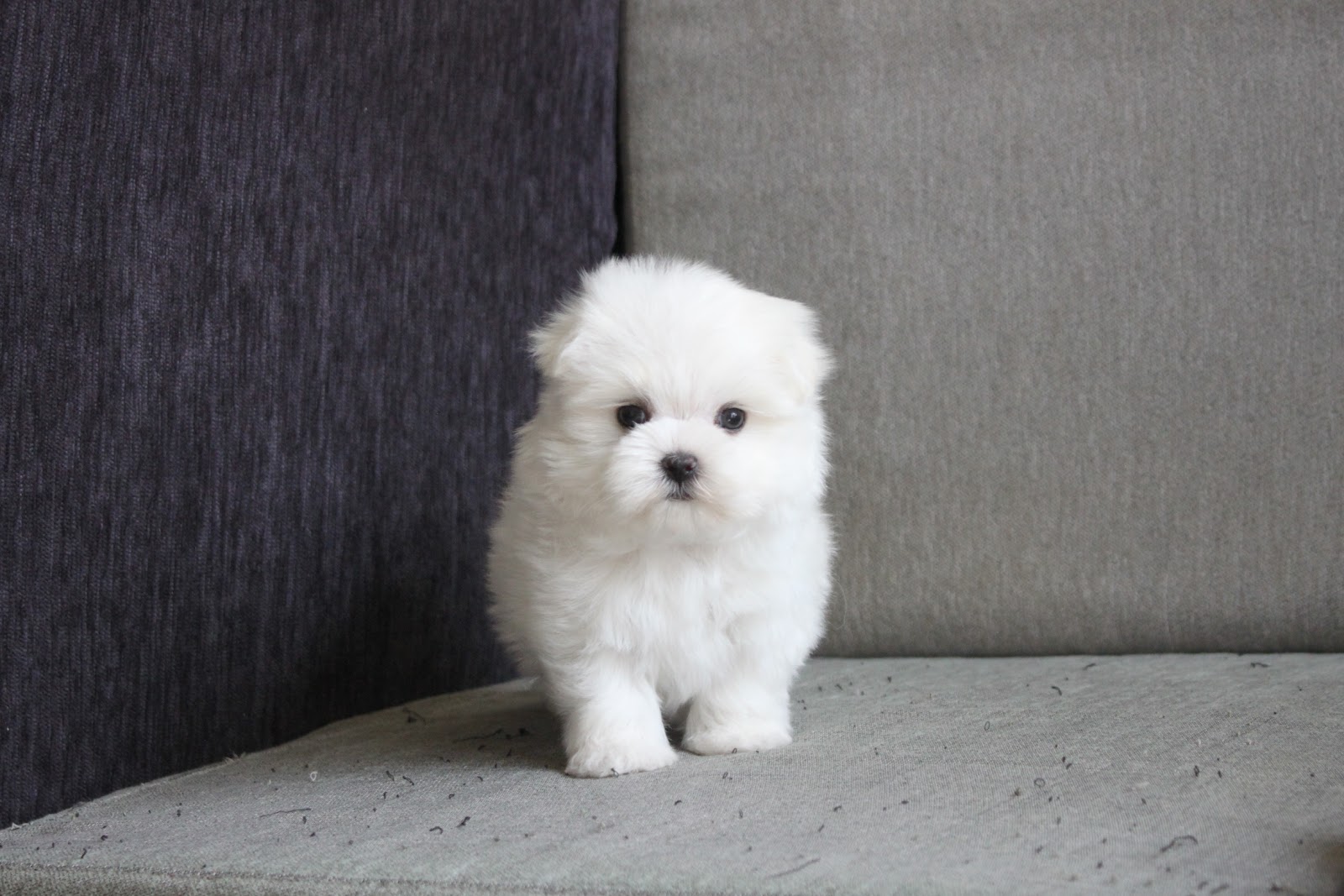 12/9出生 高端優質迷你瑪爾濟斯妹妹