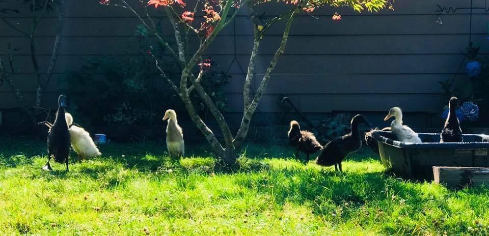 Blue Runner Duckling, Chocolate Runner Duckling, Fawn & White Runner Duck