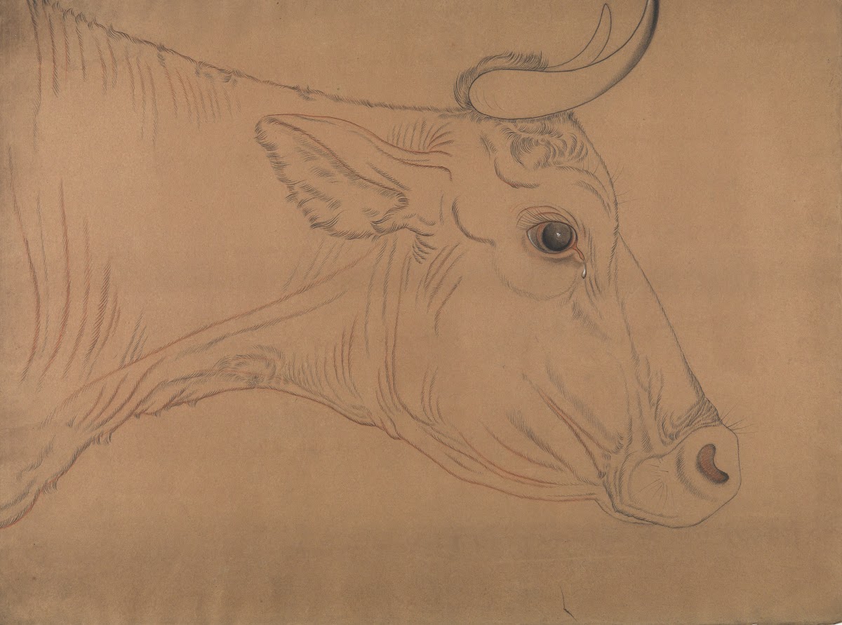 Bulls head 19th century