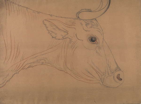Bulls head 19th century