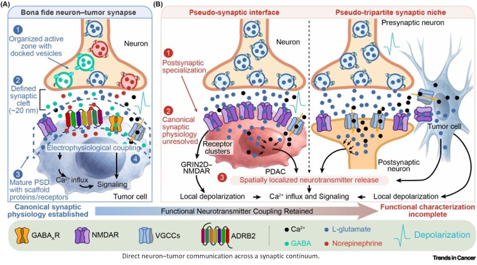 Neuron–tumor communication in solid tumors: from bona fide synapses to pseudo-synaptic neural interfaces☆